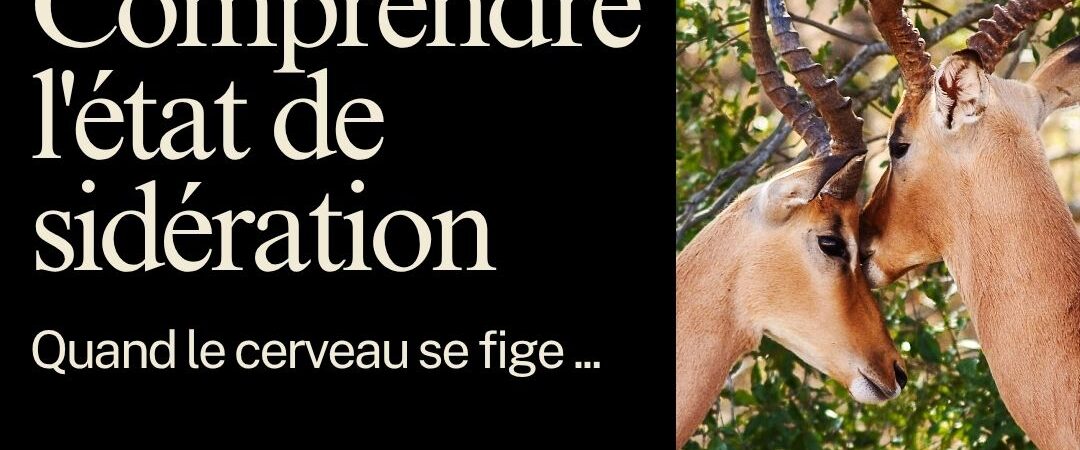 Quand le cerveau se fige : comprendre l’état de sidération